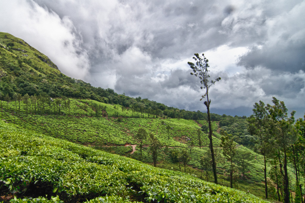 Tea estates around the Chembra peak area