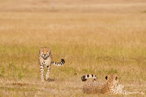 Cheetahs on a Hunt