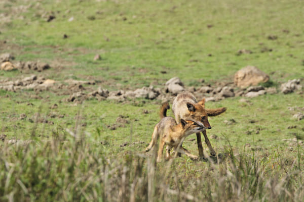 Dhole  The Indian Wild Dog