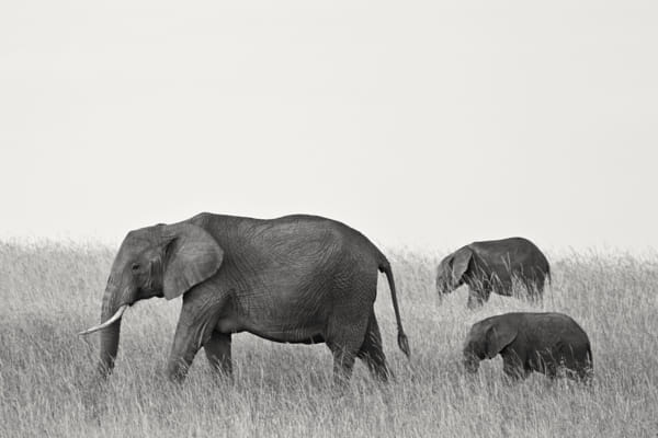 Elephant Family