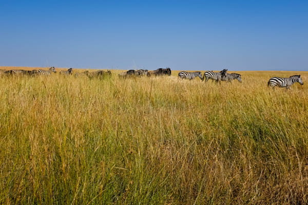 Migration across the Mara